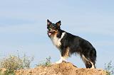 BORDER COLLIE 454